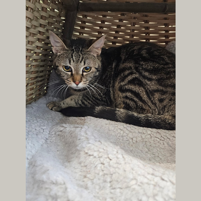 Photo of Honey