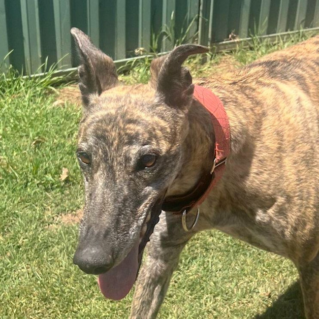 Photo of Pecco The Greyhound