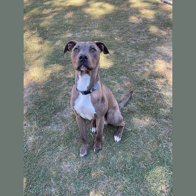 Photo of Bazzle
