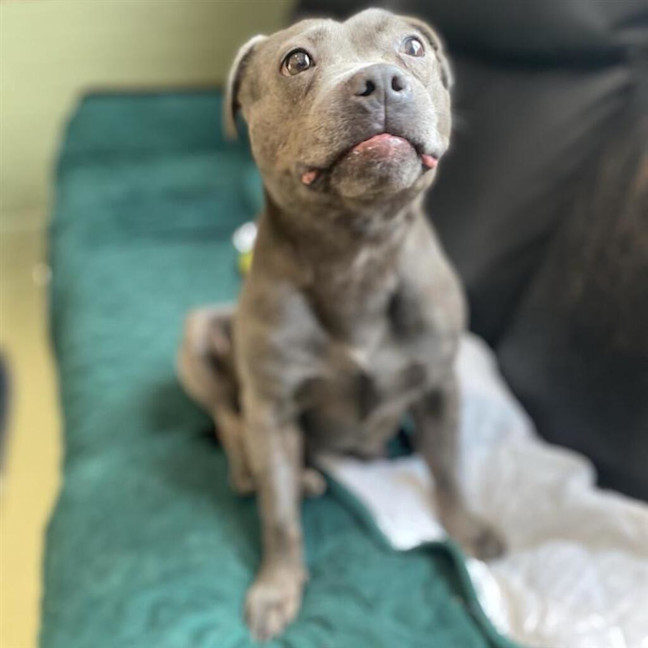 Photo of Bella