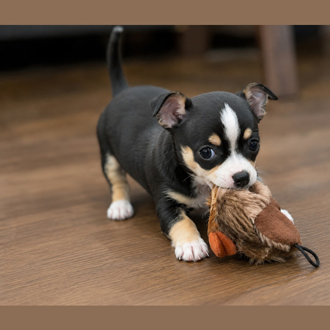 Photo of Ollie