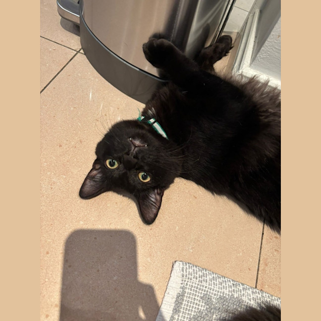 Photo of Watson