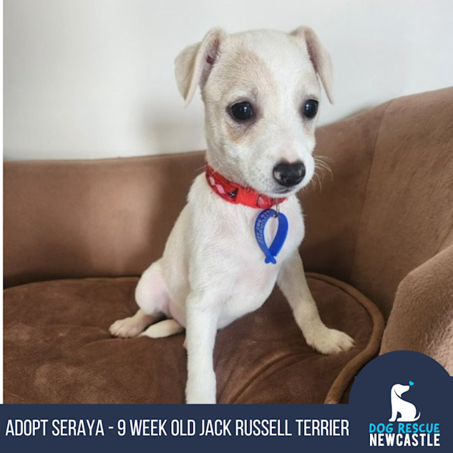 Photo of Seraya   9 Week Old Jack Russell Terrier (Trial)