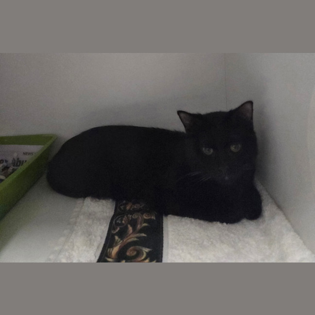 Photo of Ichabod (Icky)