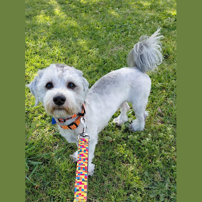 Photo of Tovi (In Foster) (Foster To Adopt)
