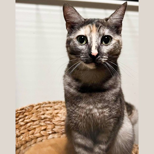 Photo of Emerald
