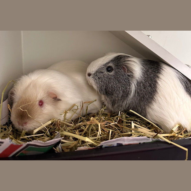 Photo of Ivy (Bonded To Pearl)