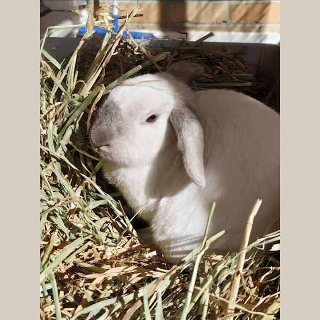 Photo of Angel