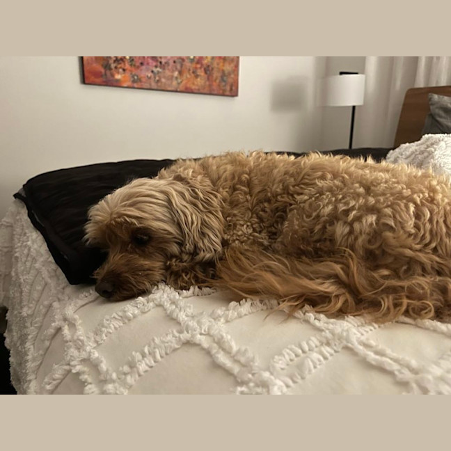 Photo of Noodle   10 Year Old Maltese X Poodle