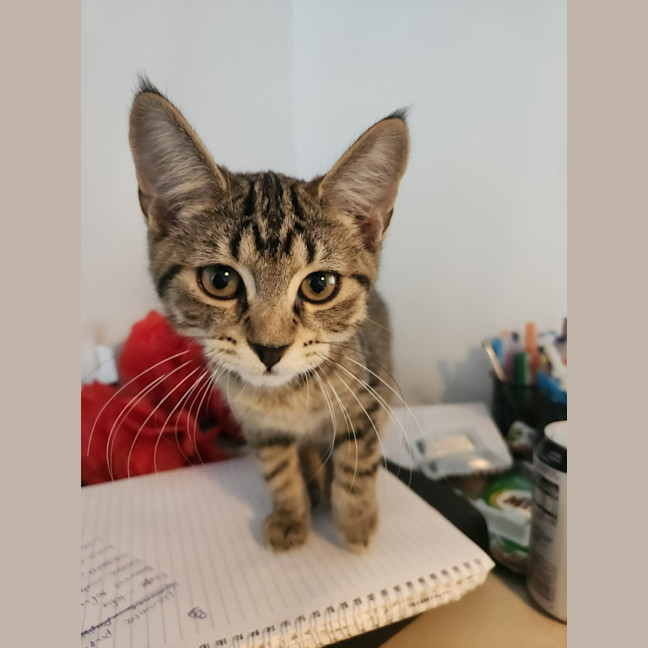 Photo of Tiger