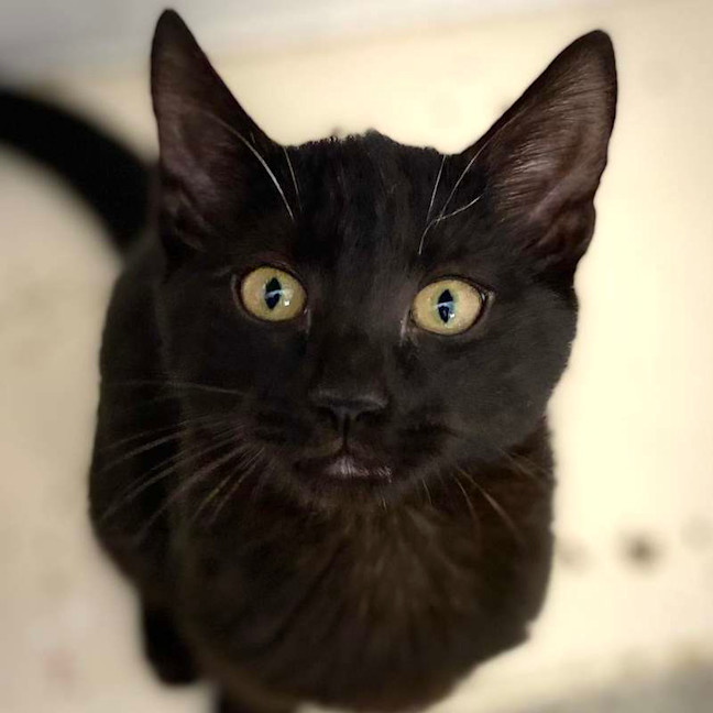 Photo of Niko