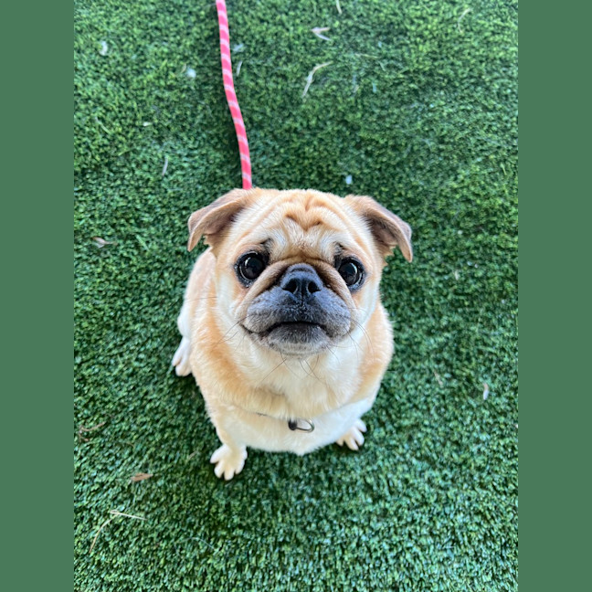Photo of Phoebe 