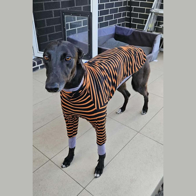 Photo of Freda, The Greyhound