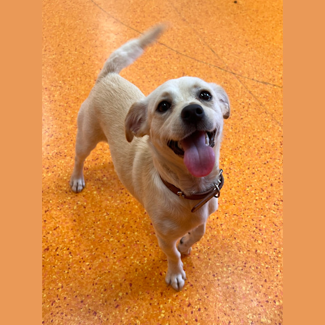 Photo of Cookie