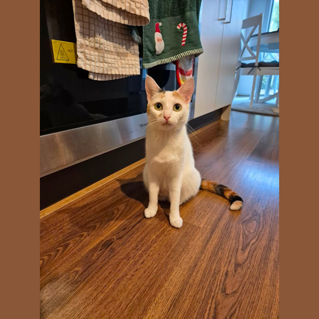 Photo of Mia Meet Me@Petstock Keysborough Store 