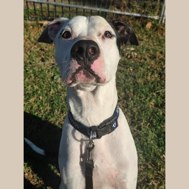Photo of Pongo