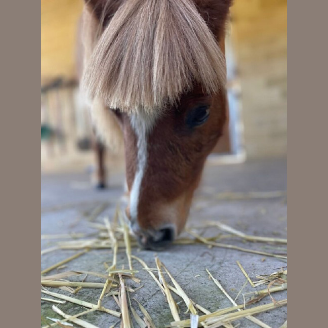 Photo of Rufus
