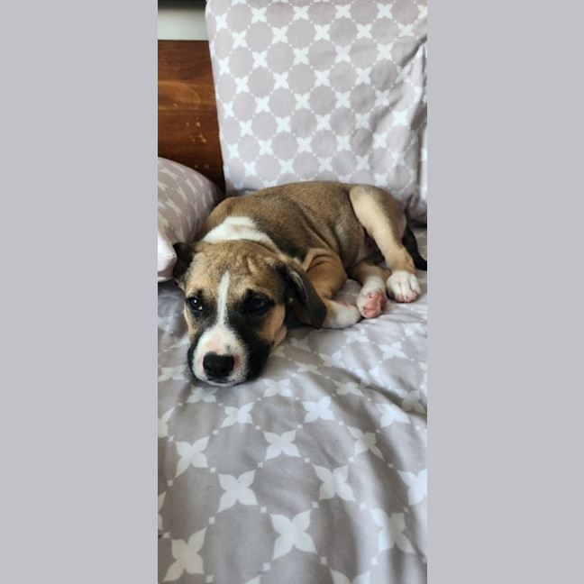 Photo of Iris   12 Week Old Kelpie X