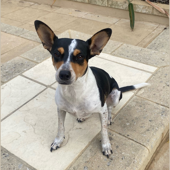 Photo of Pepsi (Was Audrey)