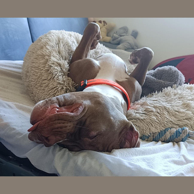 Photo of Maxie   21 Month Old Staffy X Boxer