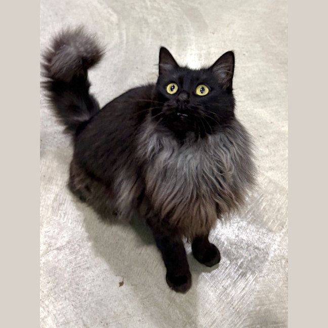 Photo of Nova