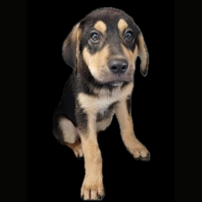 Photo of Doogey (P16)