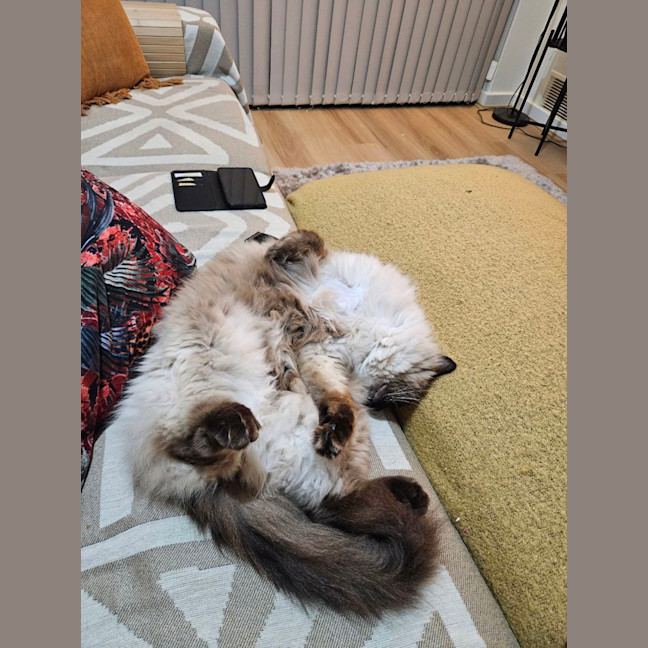 Photo of Moose