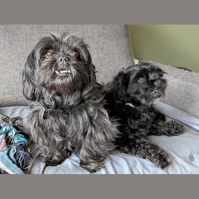 Photo of Dixie And Peppa Tamblyn