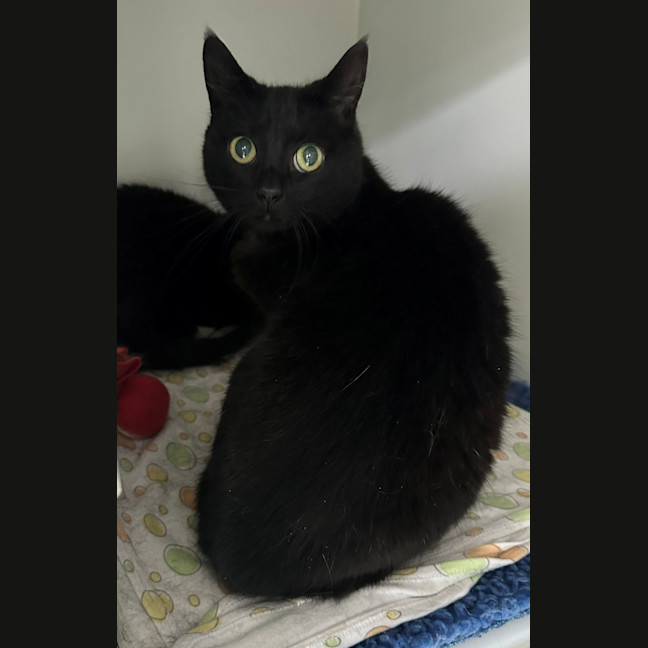 Photo of Bonnie (Bonded With Ash)