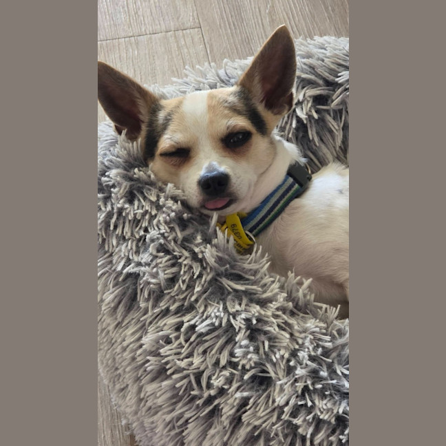 Photo of Pixel