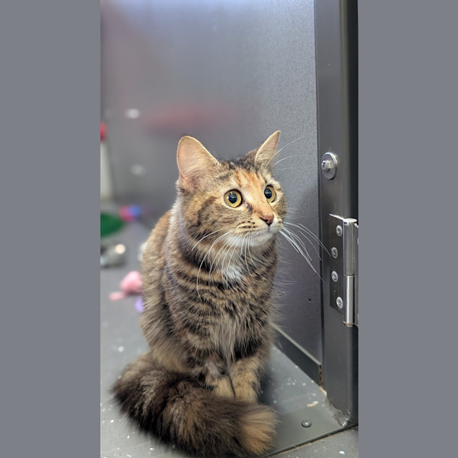 Photo of Brontosaurus