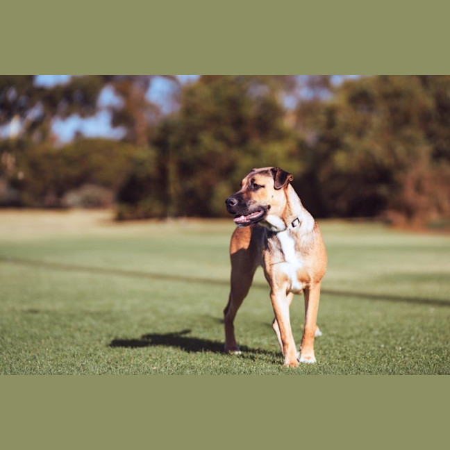 Photo of Star Kumara