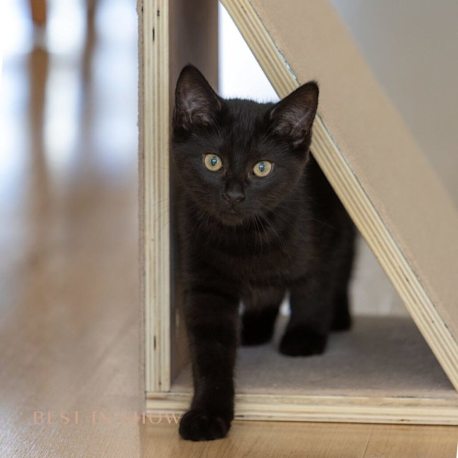 Photo of Onyx
