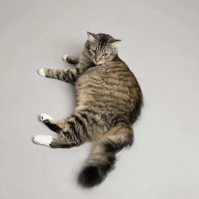Photo of Luna