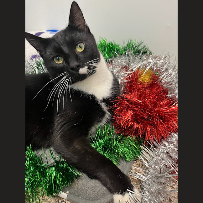 Photo of Barnacle Bill