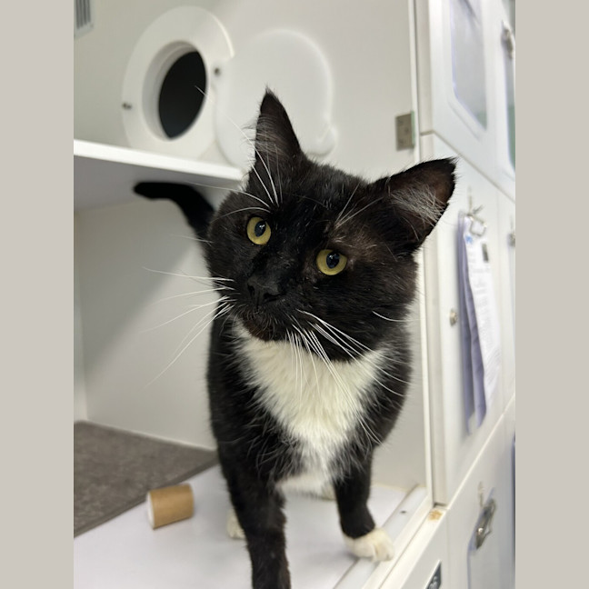 Photo of Misfit