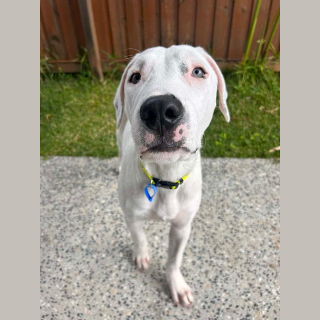 Photo of Chevy