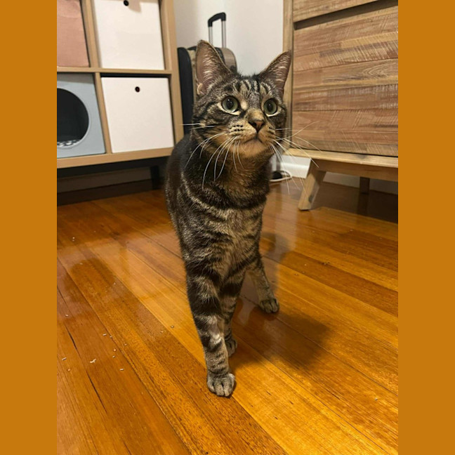 Photo of Jeff   In Foster Care In Doncaster East