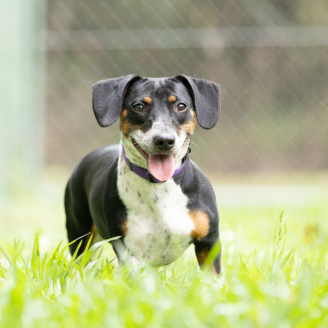 Photo of Tuppence