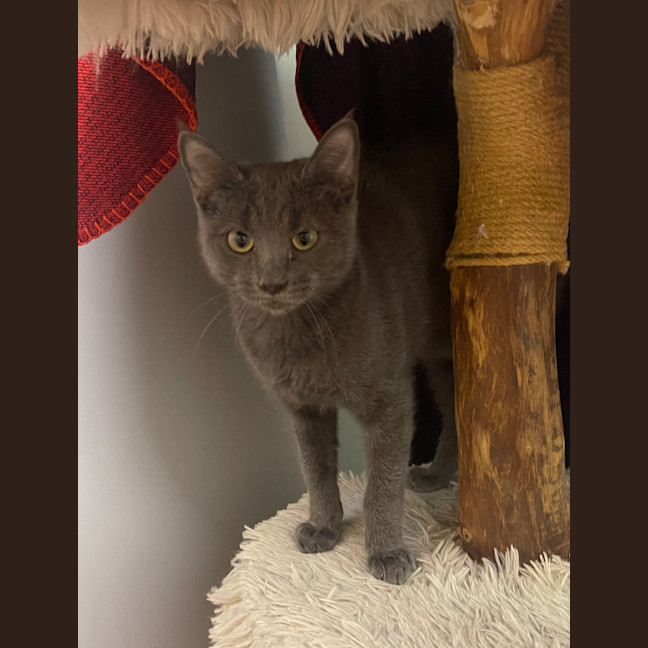 Photo of Apollo