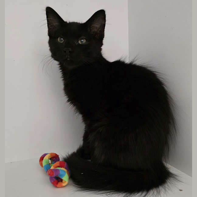 Photo of Vader