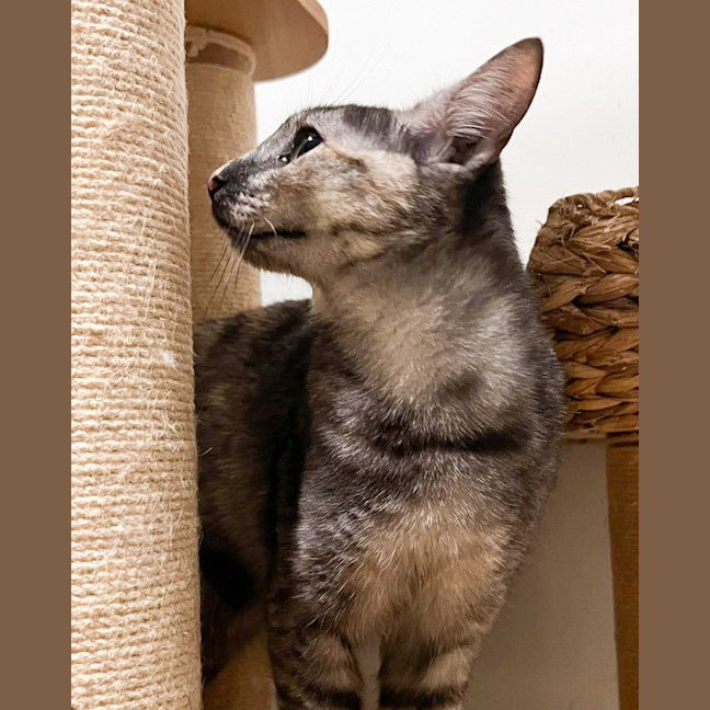 Photo of Emerald