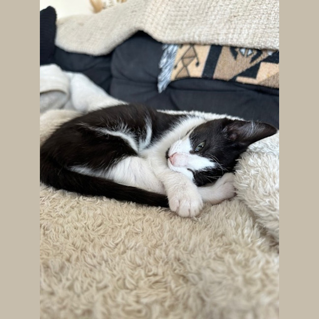 Photo of Pips
