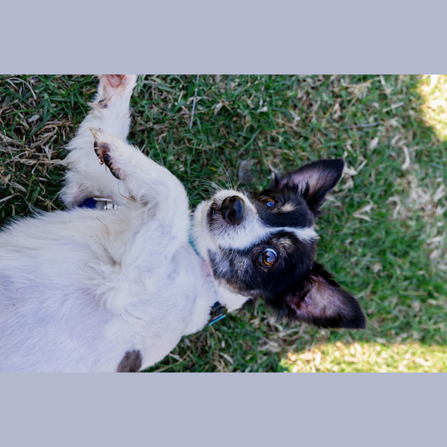 Photo of Bolt