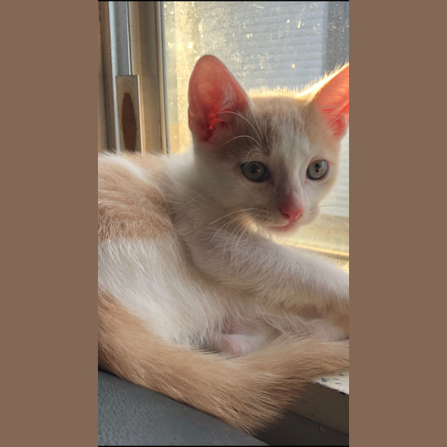 Photo of Oliver