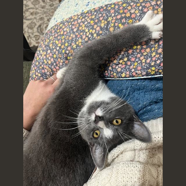 Photo of Shadow