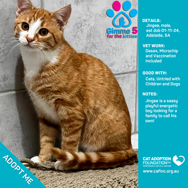 Photo of Jingee Just $100 Limited Time!