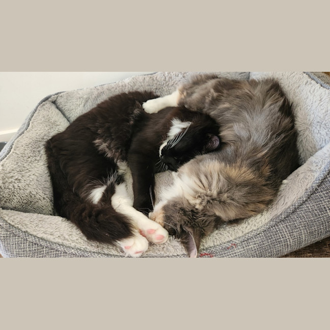Photo of Smoky (And Cassie)
