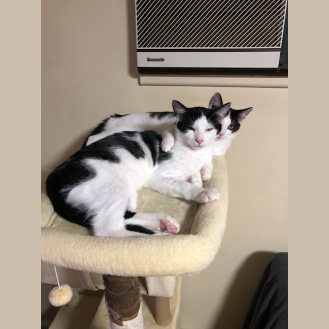 Photo of Gizmo
