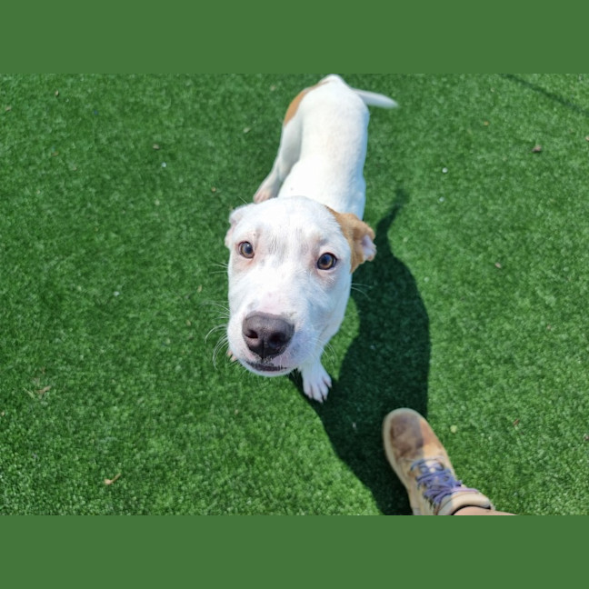 Photo of Huey Imp 2501